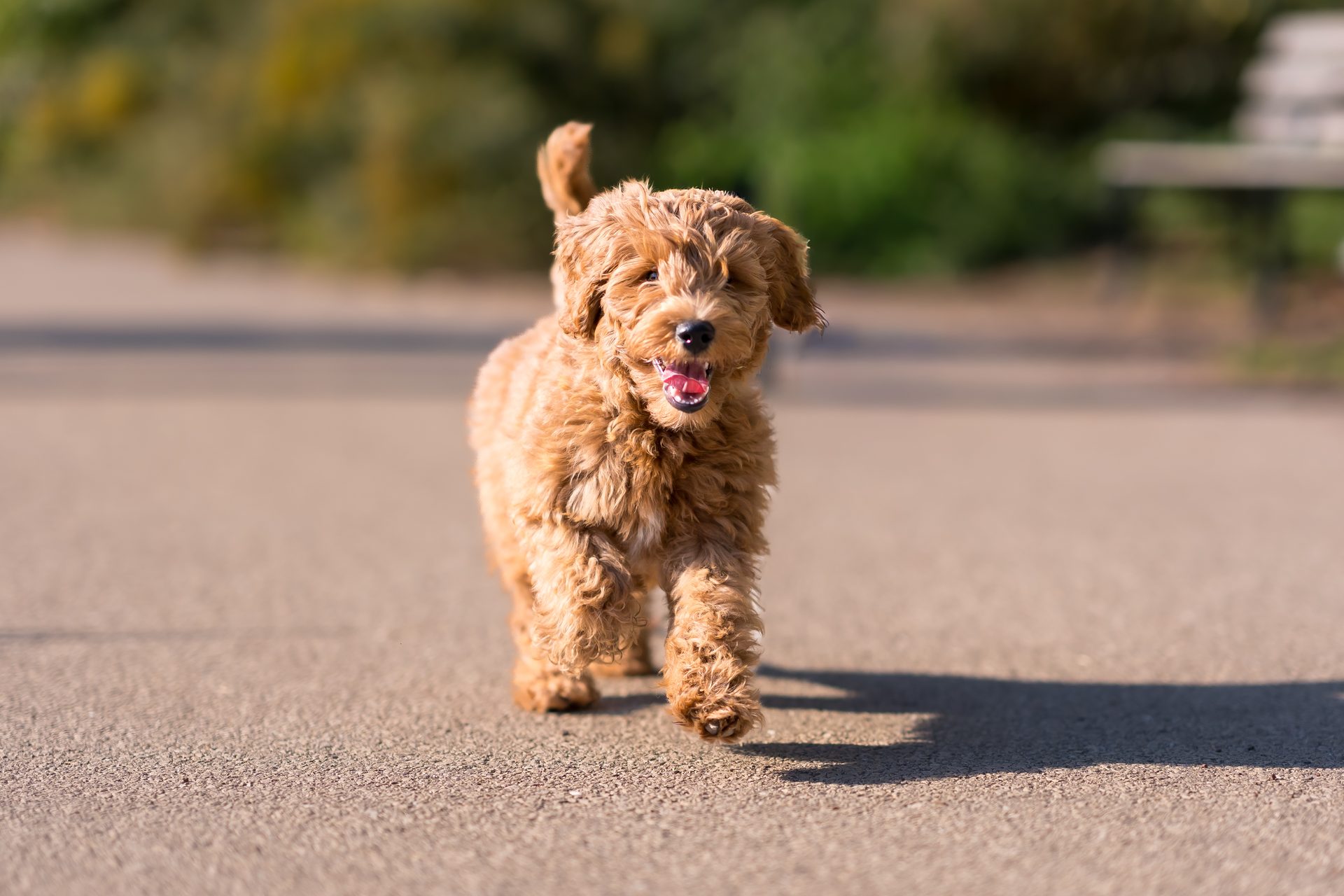 Happy apricot puppy trotting through a Austin park